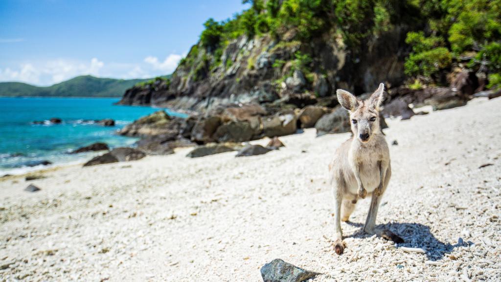 Kangaroo on the Beach