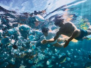 Couple Snorkelling Tangalooma Wrecks Underwater